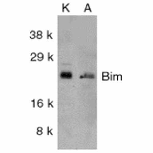 WB - BIM/BOD (IN) Antibody ASM10372